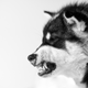 A Greenland sled dog.